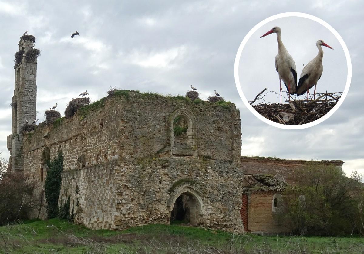 Iglesia de la Cartuja de Santa María de Aniago, repleta de nidos de cigüeñas. En detalle, dos de las 'inquilinas' de sus maltrechos muros.