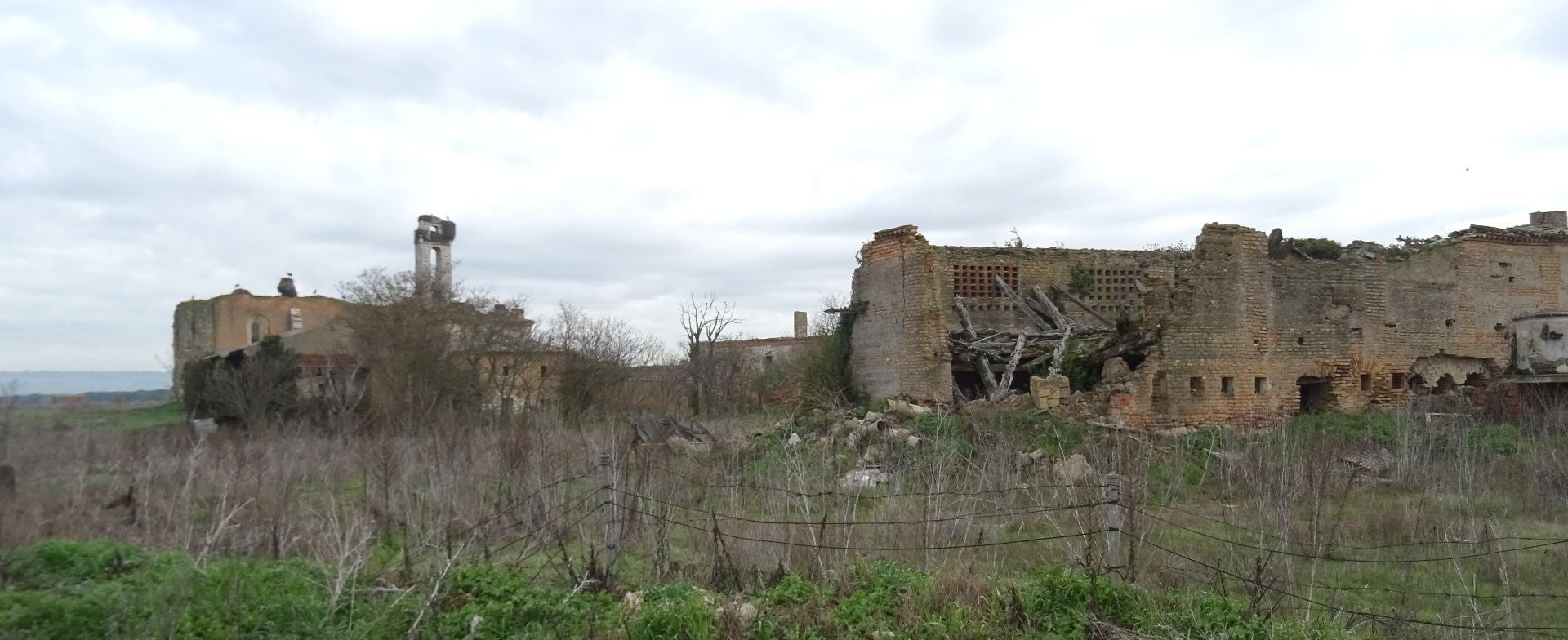 La invasión de cigüeñas en la Cartuja de Aniago en imágenes