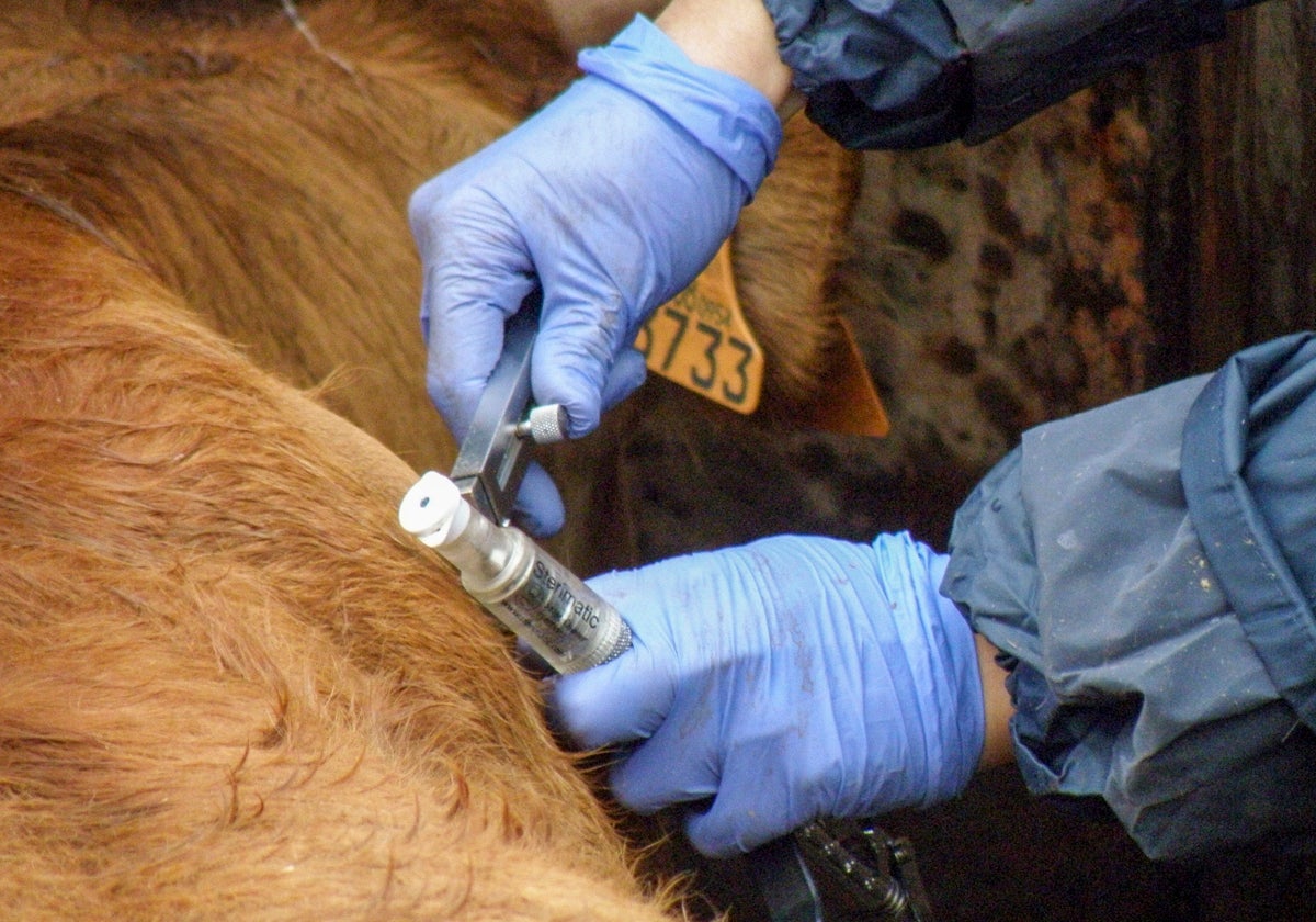 La asociación ganadera '19 de abril' lanza una encuesta sobre la tuberculosis bovina