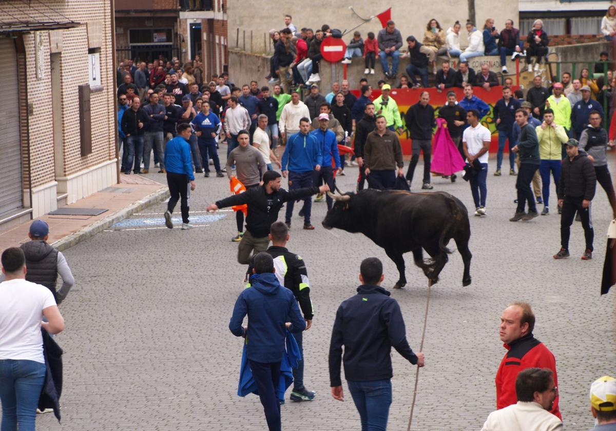 Primera suelta de toros desde cajones por las calles.
