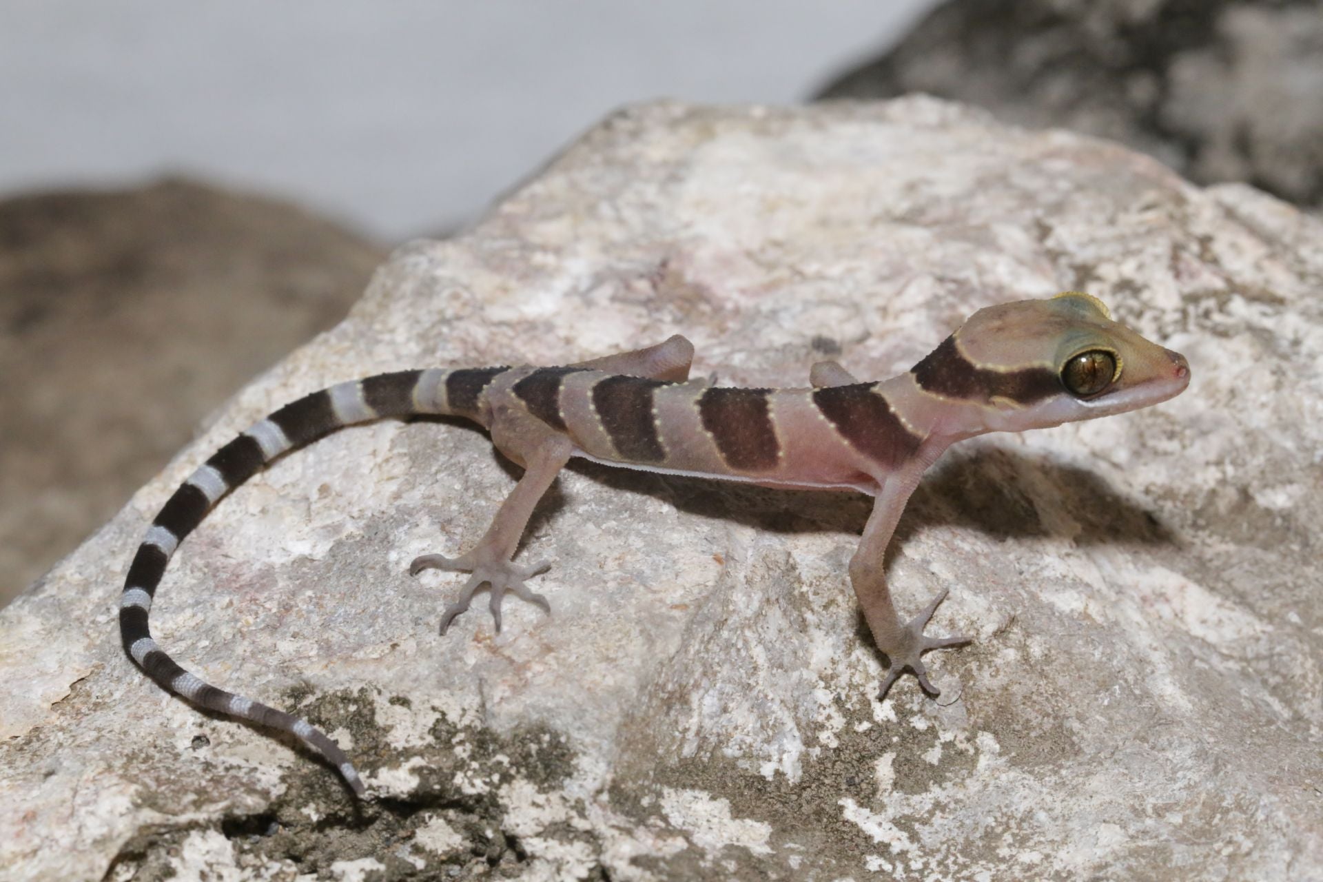 Gecko sobre una roca calcarea