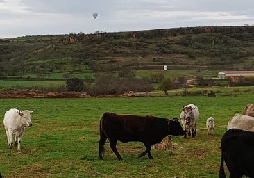Denuncian una estampida de vacas por el aterrizaje de dos globos en Torreiglesias
