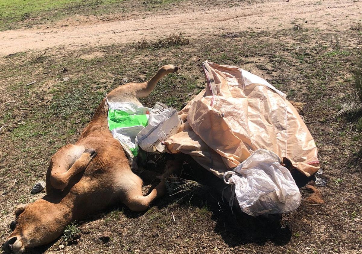 UPA-COAG denuncia el aumento «desorbitado» del seguro para la retirada de animales
