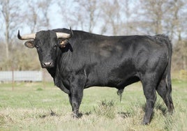 'Durón', protagonista del XVI Toro del Sarmiento de La Seca.
