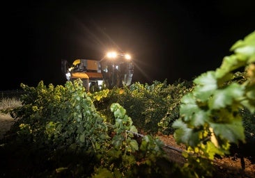 Rueda exporta 15,8 millones de botellas en 2024, el 5,4% más
