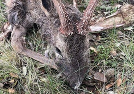 Cadáver de un corzo localizado en uno de los cotos de caza de Viana de Cega.