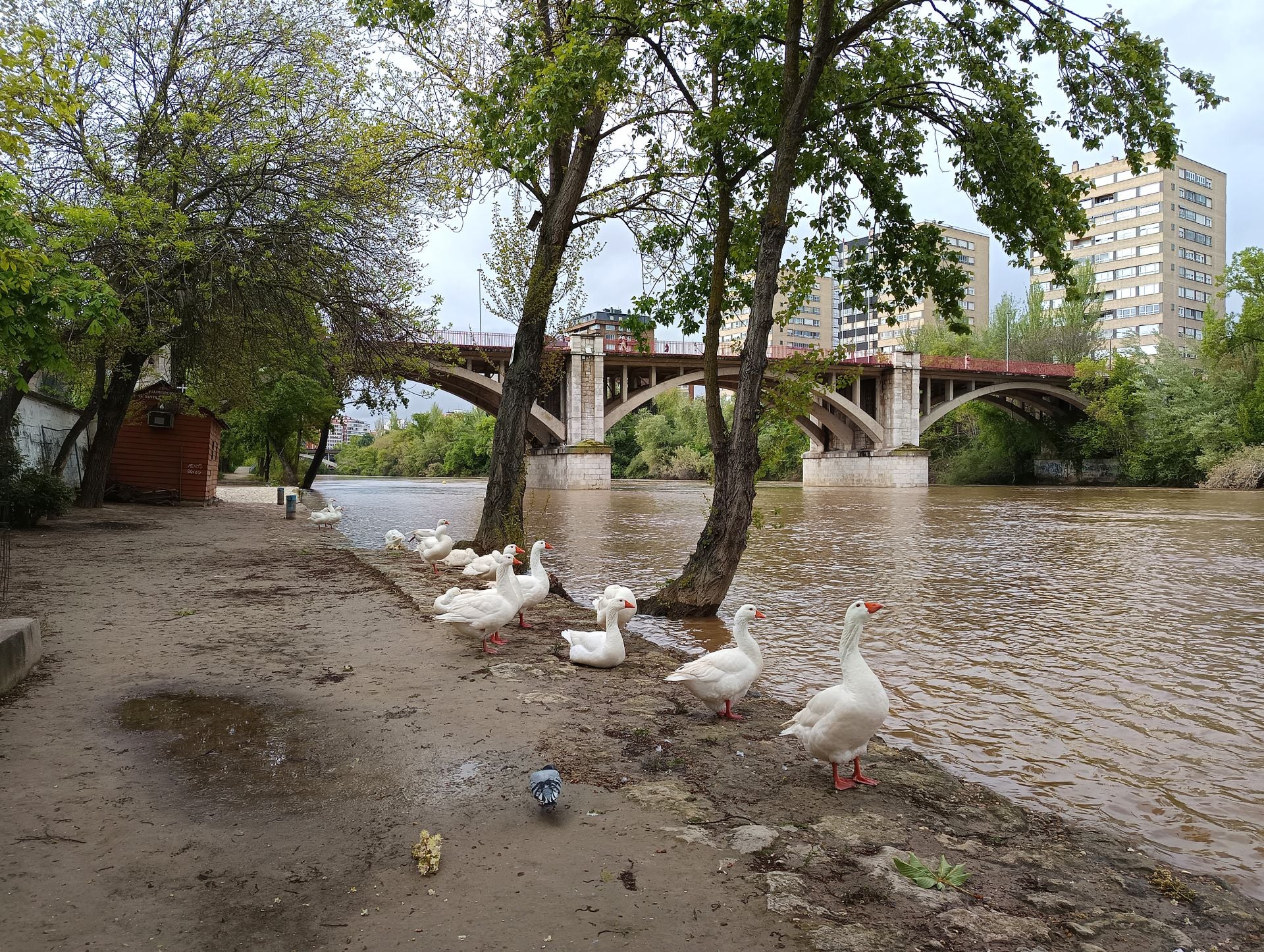 Las imágenes de la crecida del Pisuerga a su paso por Valladolid