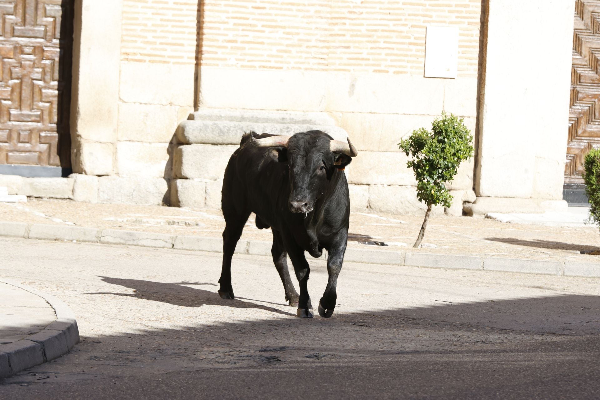 Las imágenes del Toro del Sarmiento de La Seca
