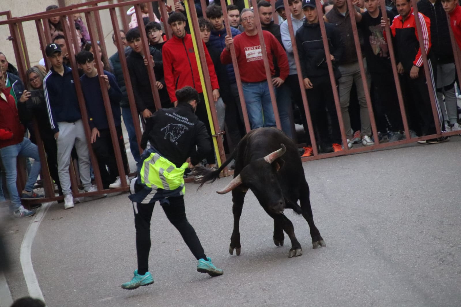 Emoción en Villabrágima con el VII Toro de la Santa Cruz