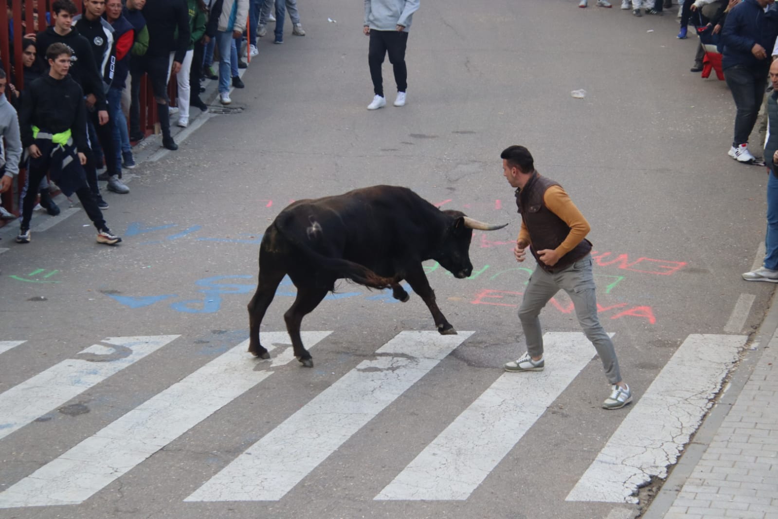 Emoción en Villabrágima con el VII Toro de la Santa Cruz