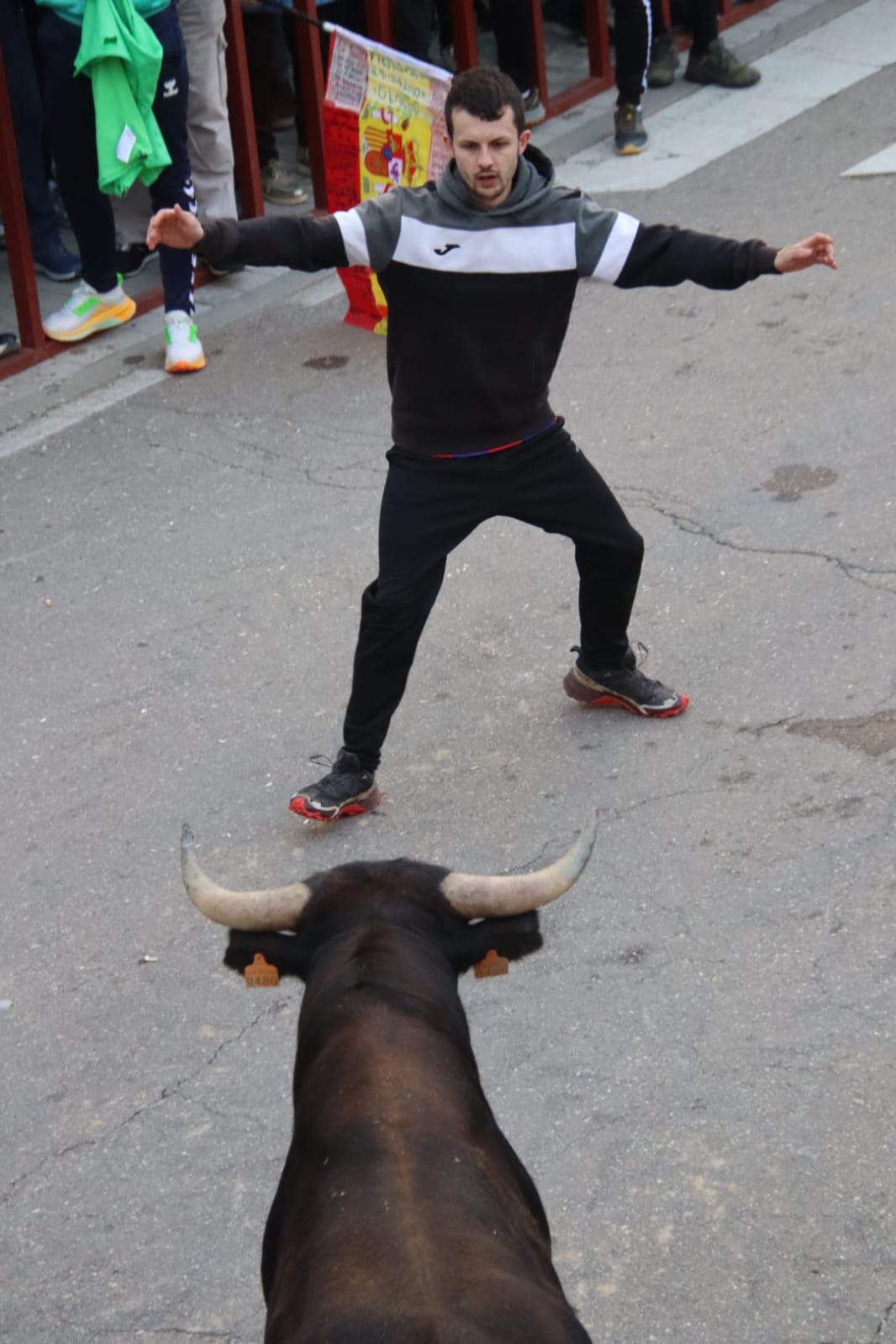 Emoción en Villabrágima con el VII Toro de la Santa Cruz