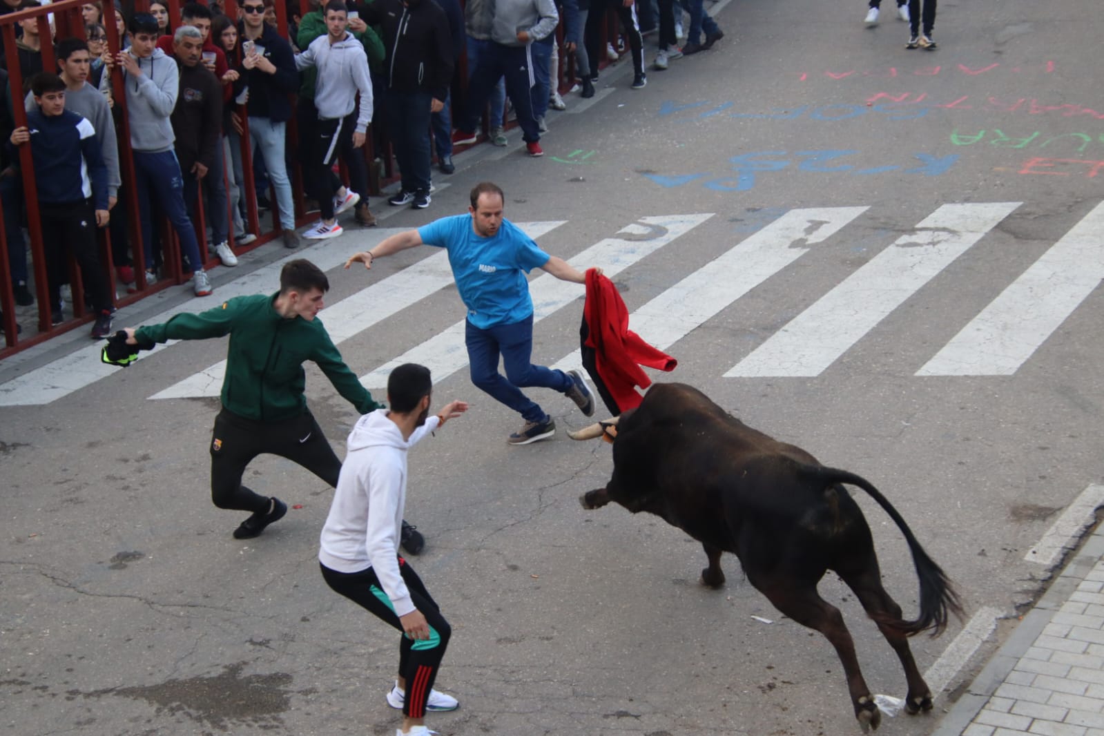 Emoción en Villabrágima con el VII Toro de la Santa Cruz