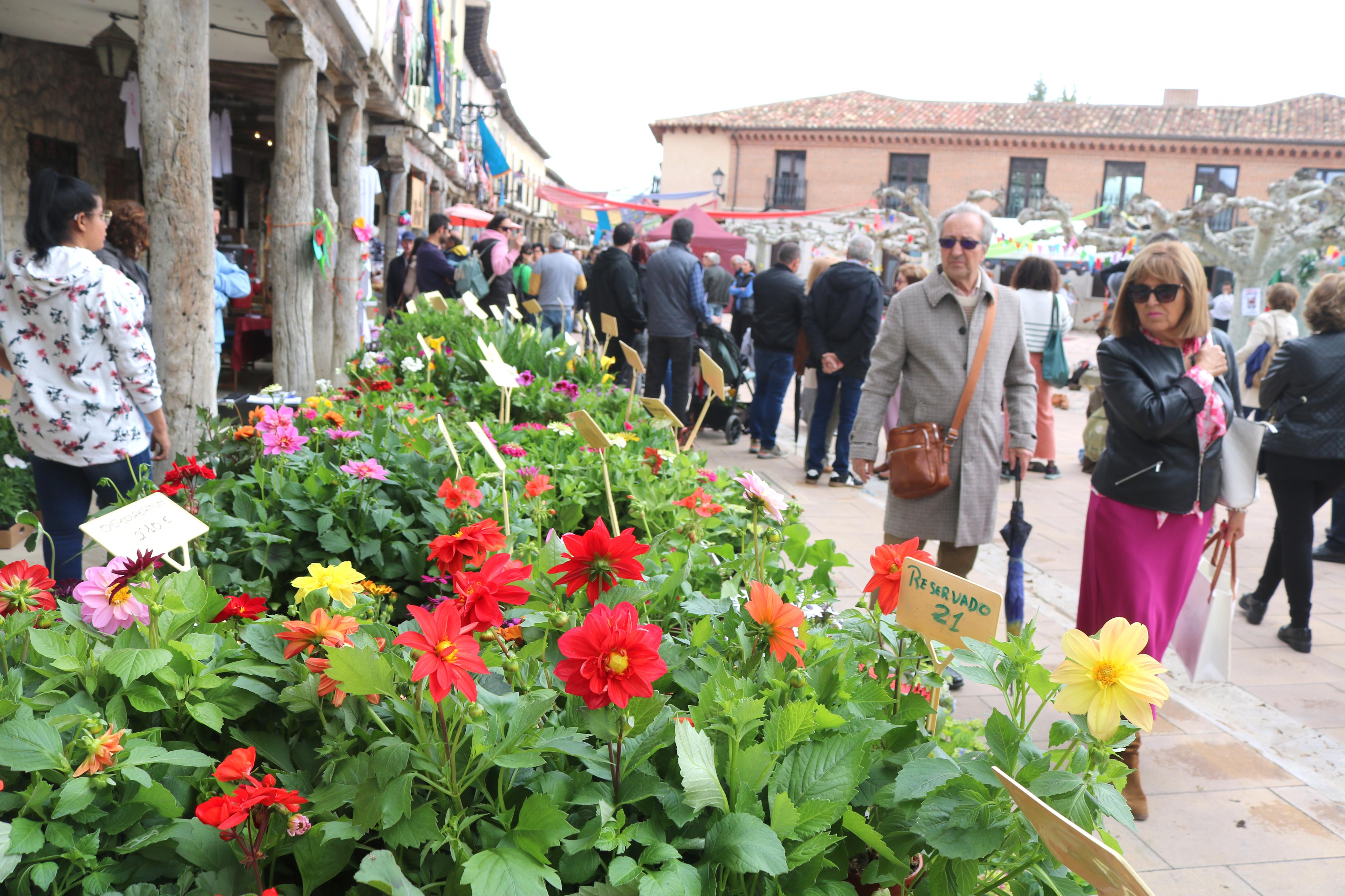XIV Mercado de la Flor en Ampudia
