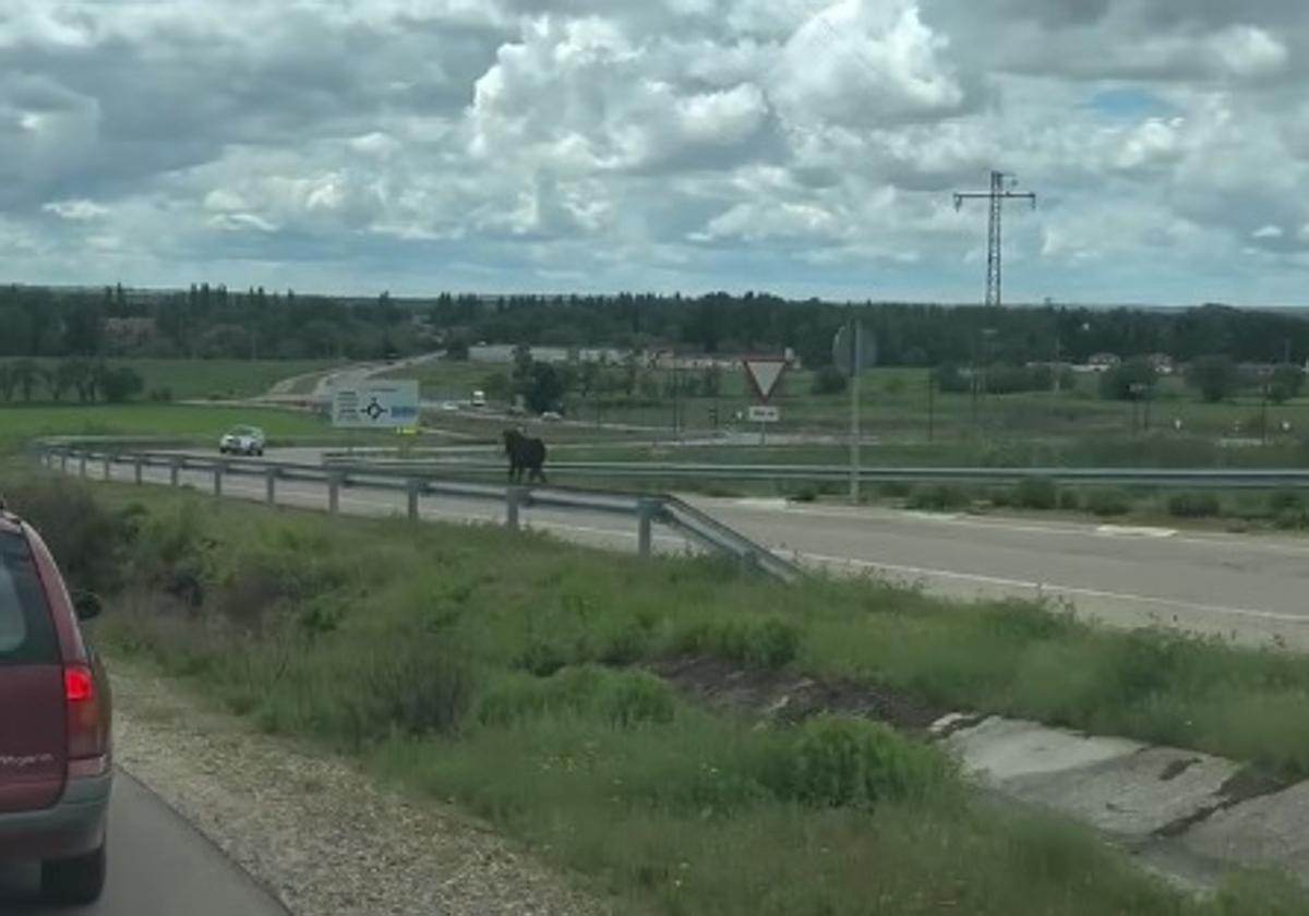 La fuga de una vaca brava en las fiestas de Arroyo pone en alerta a varios pueblos de Valladolid