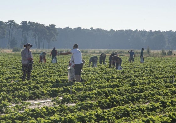 Temporeros extranjeros trabajan en un campo de cultivo de la provincia.