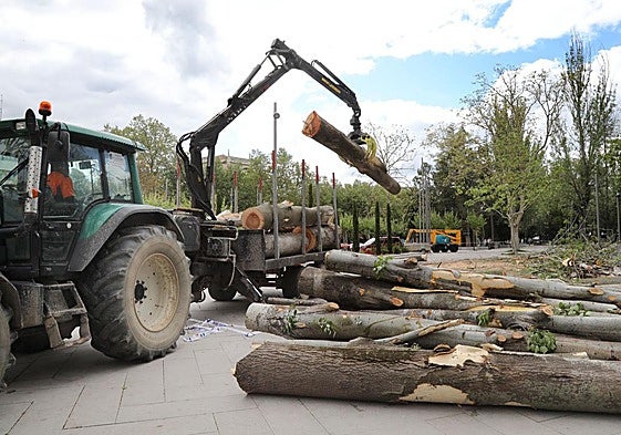 Tala de árboles en mal estado en el parque de Jardinillos de Palencia