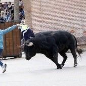 Toro de la Casita en Alaejos.