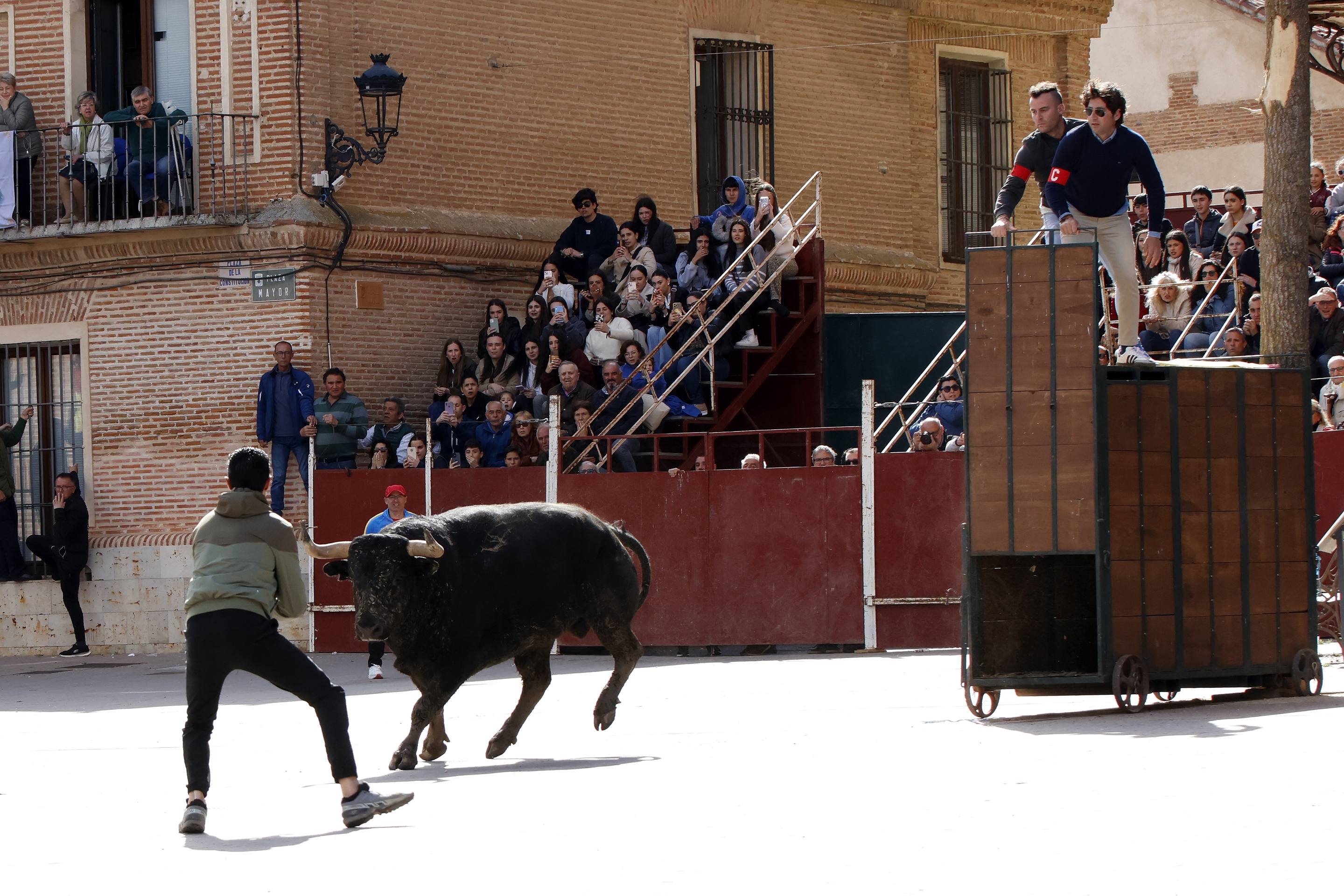 El Toro de la Casita de Alaejos, en imágenes