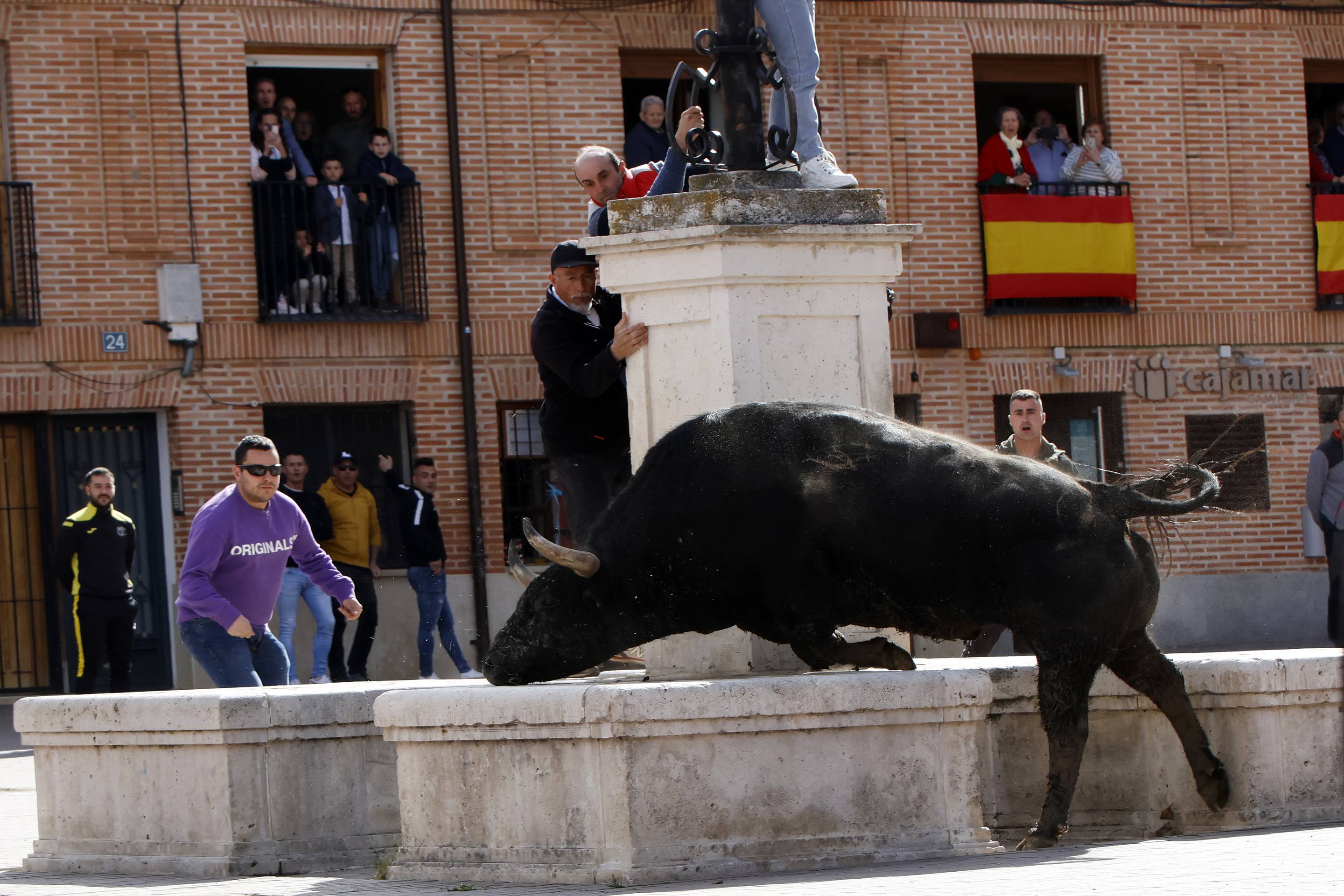 El Toro de la Casita de Alaejos, en imágenes