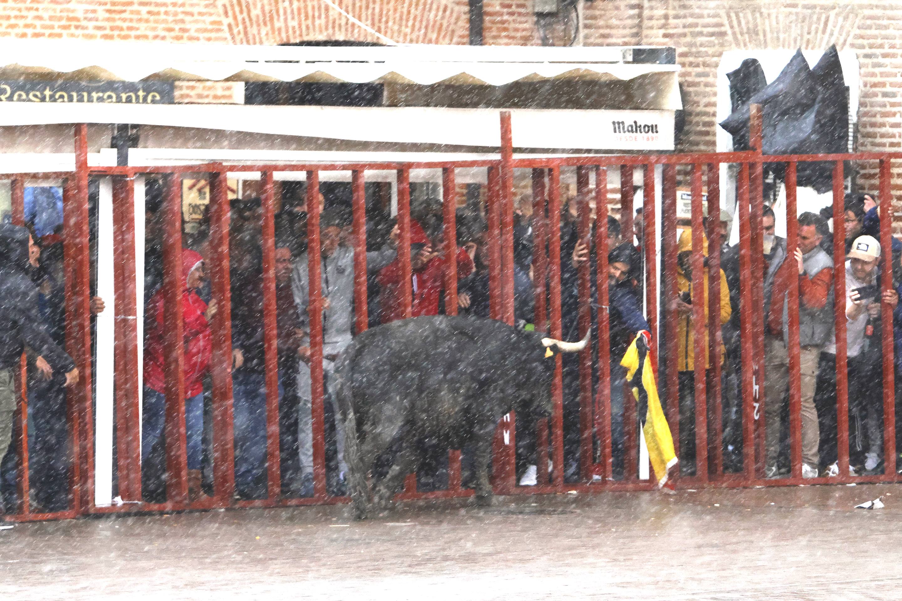 El Toro de la Casita de Alaejos, en imágenes