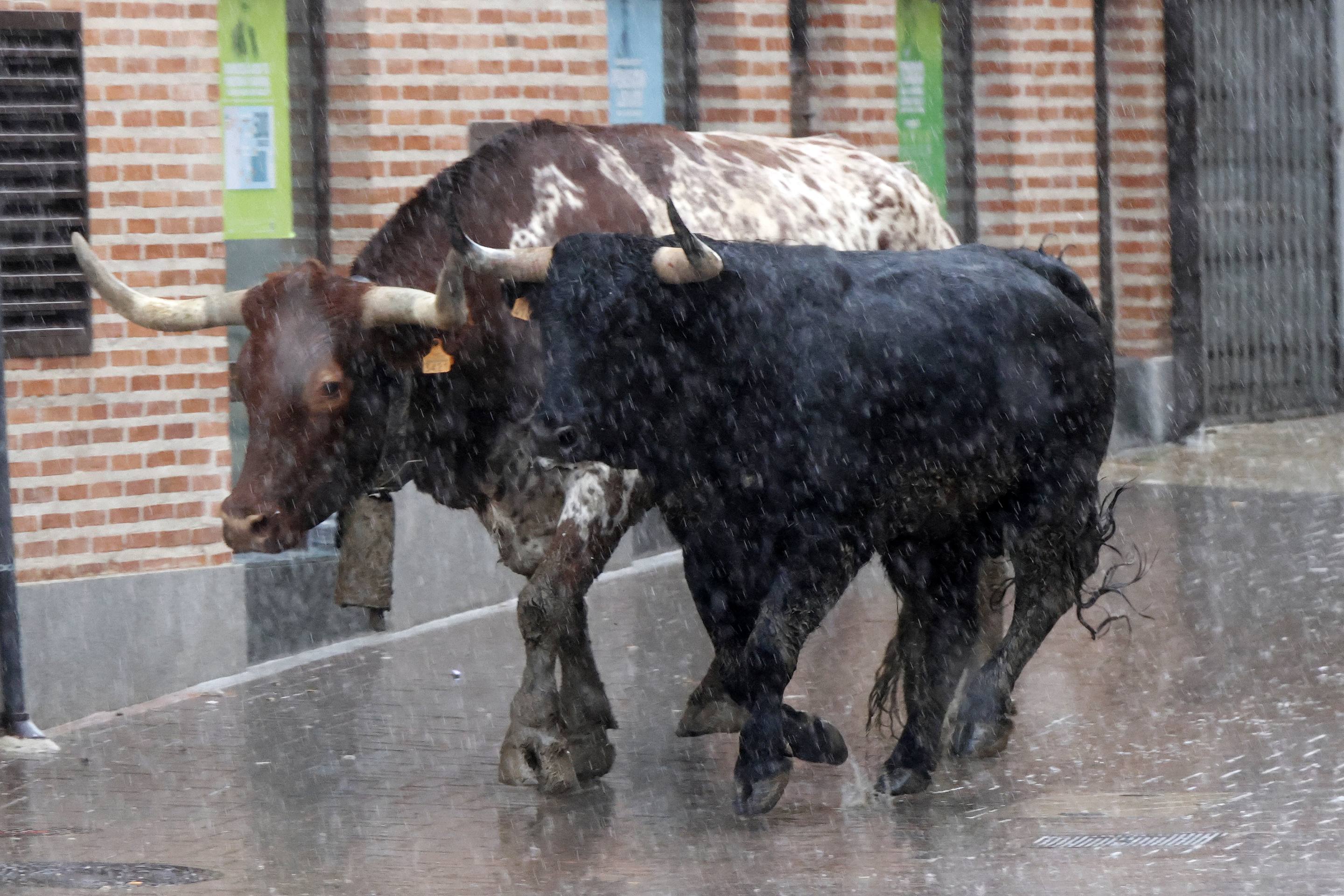 El Toro de la Casita de Alaejos, en imágenes