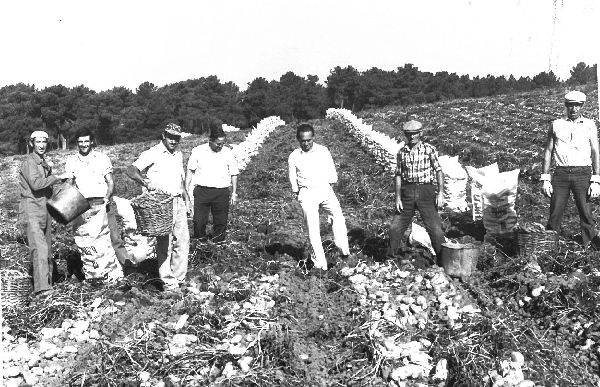 Agricultores de Mojados durante la campaña de recogida de patatas. 1986.