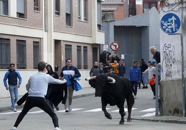 Laguna de Duero celebra el primer festejo taurino de la feria de San Pedro Regalado