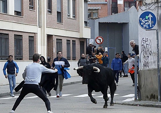 Un hombre cita a uno de los toros durante la suelta de dos astados en Laguna de Duero.