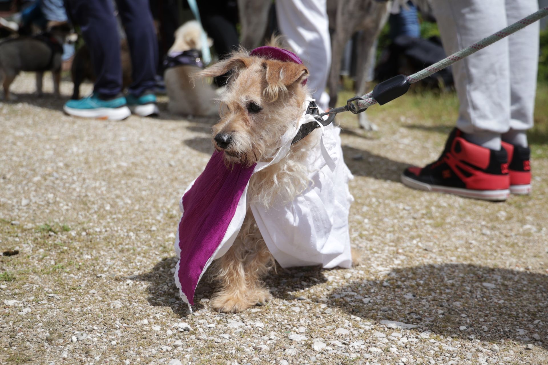 Los bailes latinos en Portugalete y el desfile de perros de San Isidro, en imágenes
