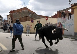 Uno de los novillos en el encierro
