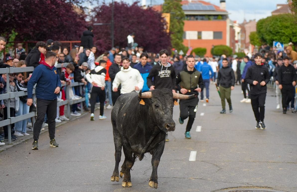 Las imágenes del encierro en Laguna de Duero por San Pedro Regalado