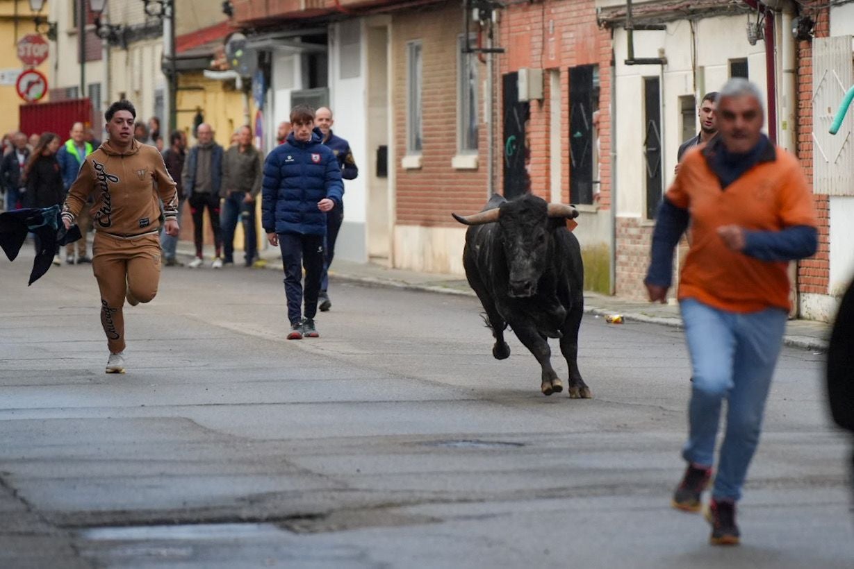 Las imágenes del encierro en Laguna de Duero por San Pedro Regalado