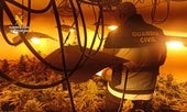 Plantación de marihuana desmantelada en Herrera de Valdecañas.