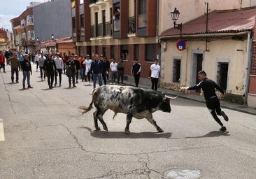 La suelta de dos toros desde un cajón congrega a la afición taurina en Laguna