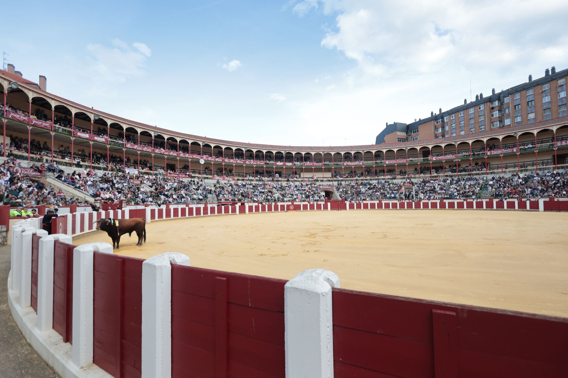 La novillada de San Pedro Regalado, en imágenes