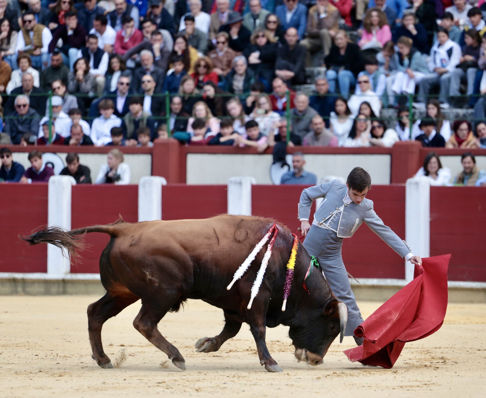 La novillada de San Pedro Regalado, en imágenes