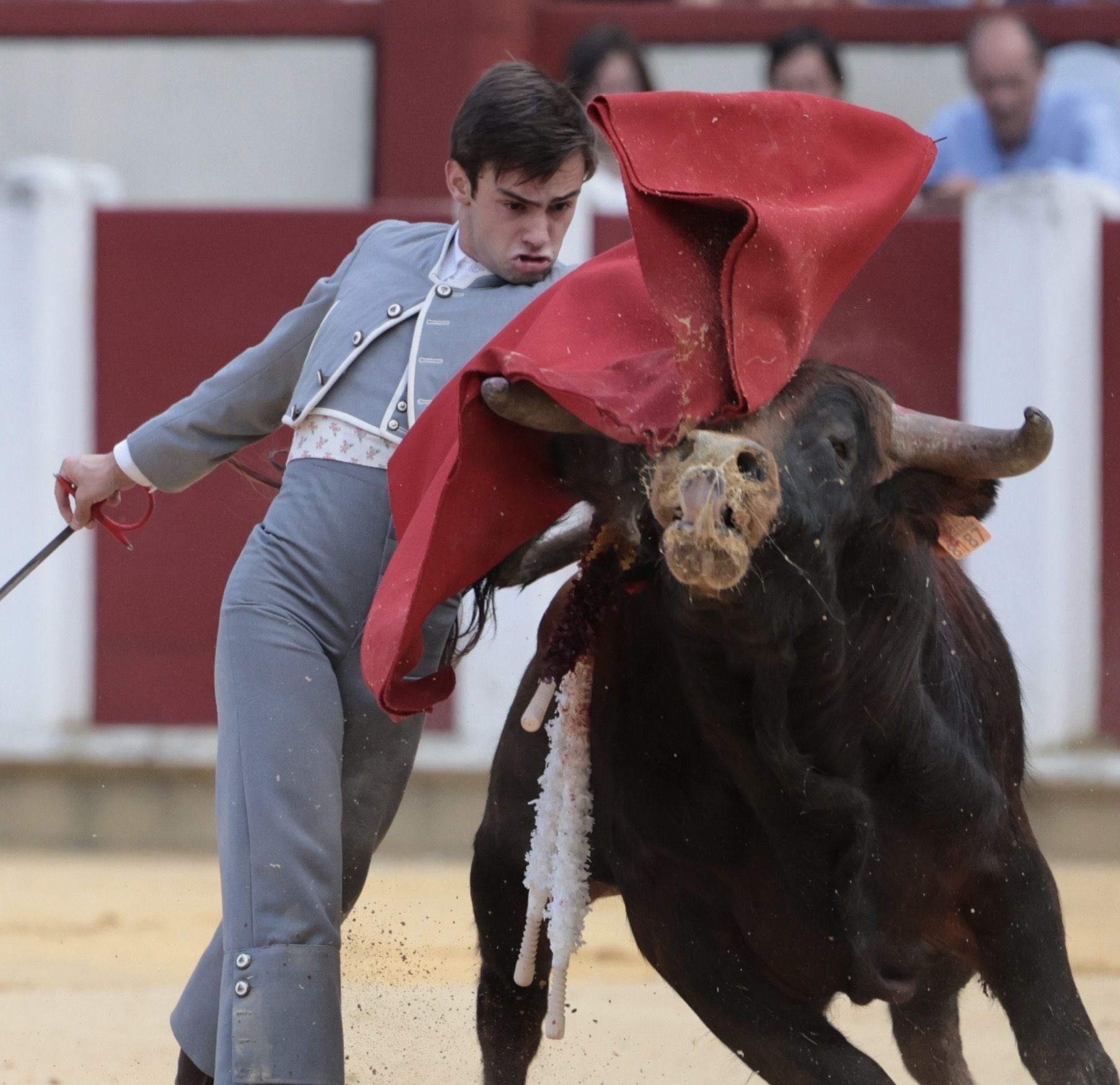 La novillada de San Pedro Regalado, en imágenes