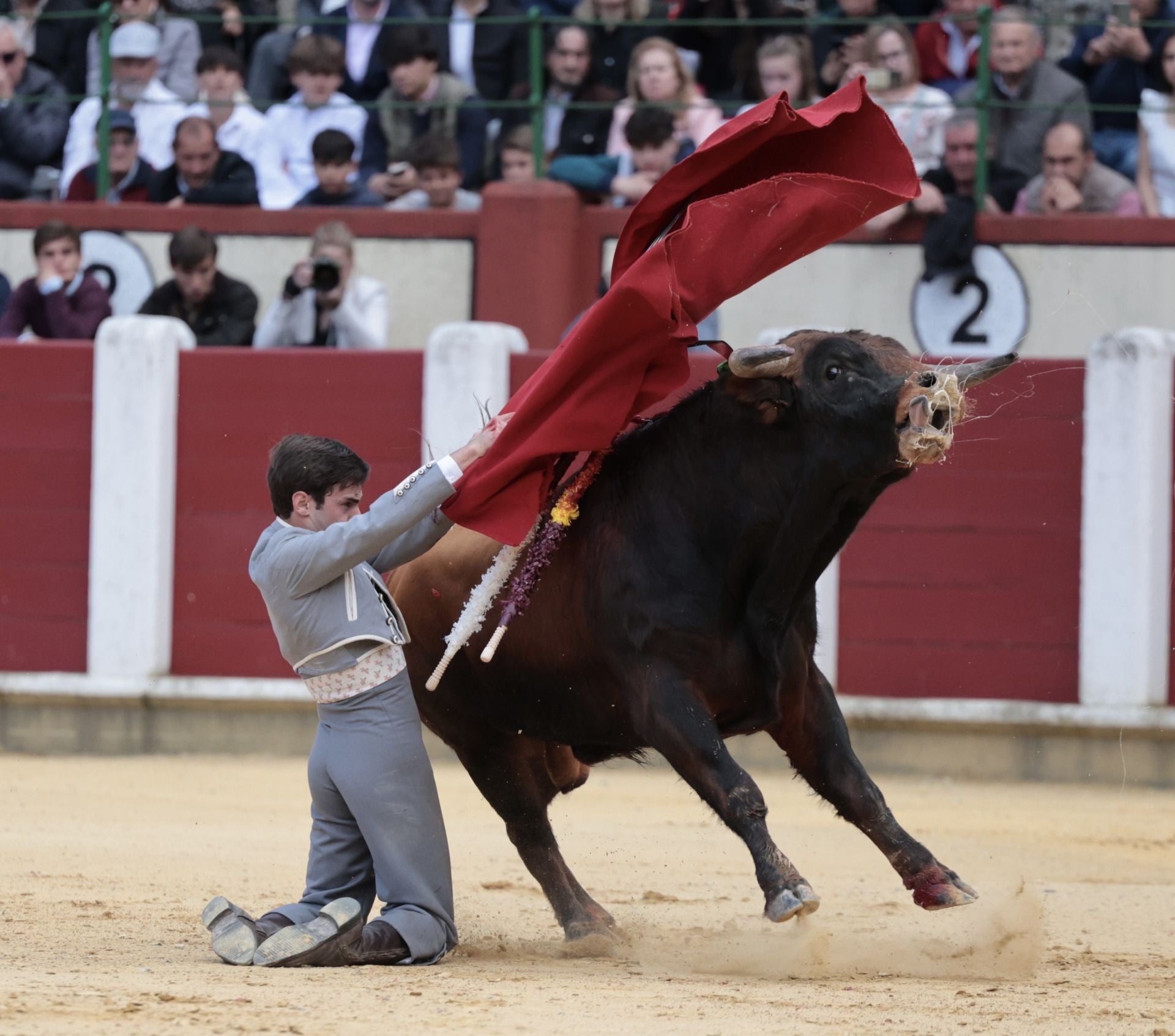 La novillada de San Pedro Regalado, en imágenes