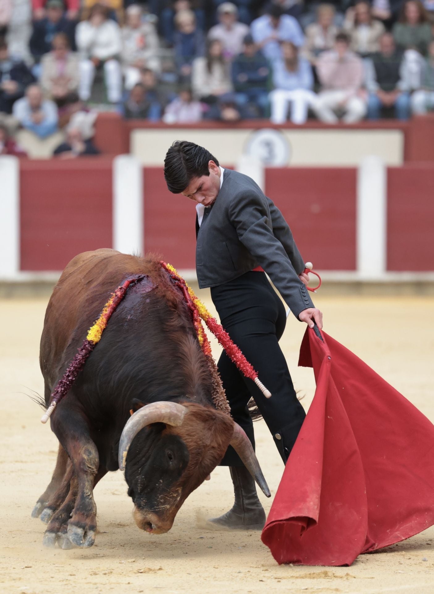 La novillada de San Pedro Regalado, en imágenes