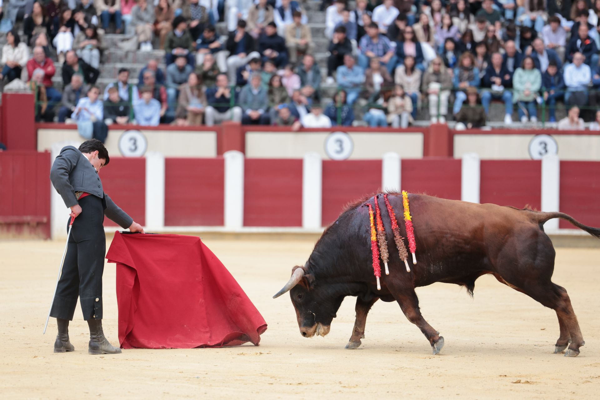 La novillada de San Pedro Regalado, en imágenes