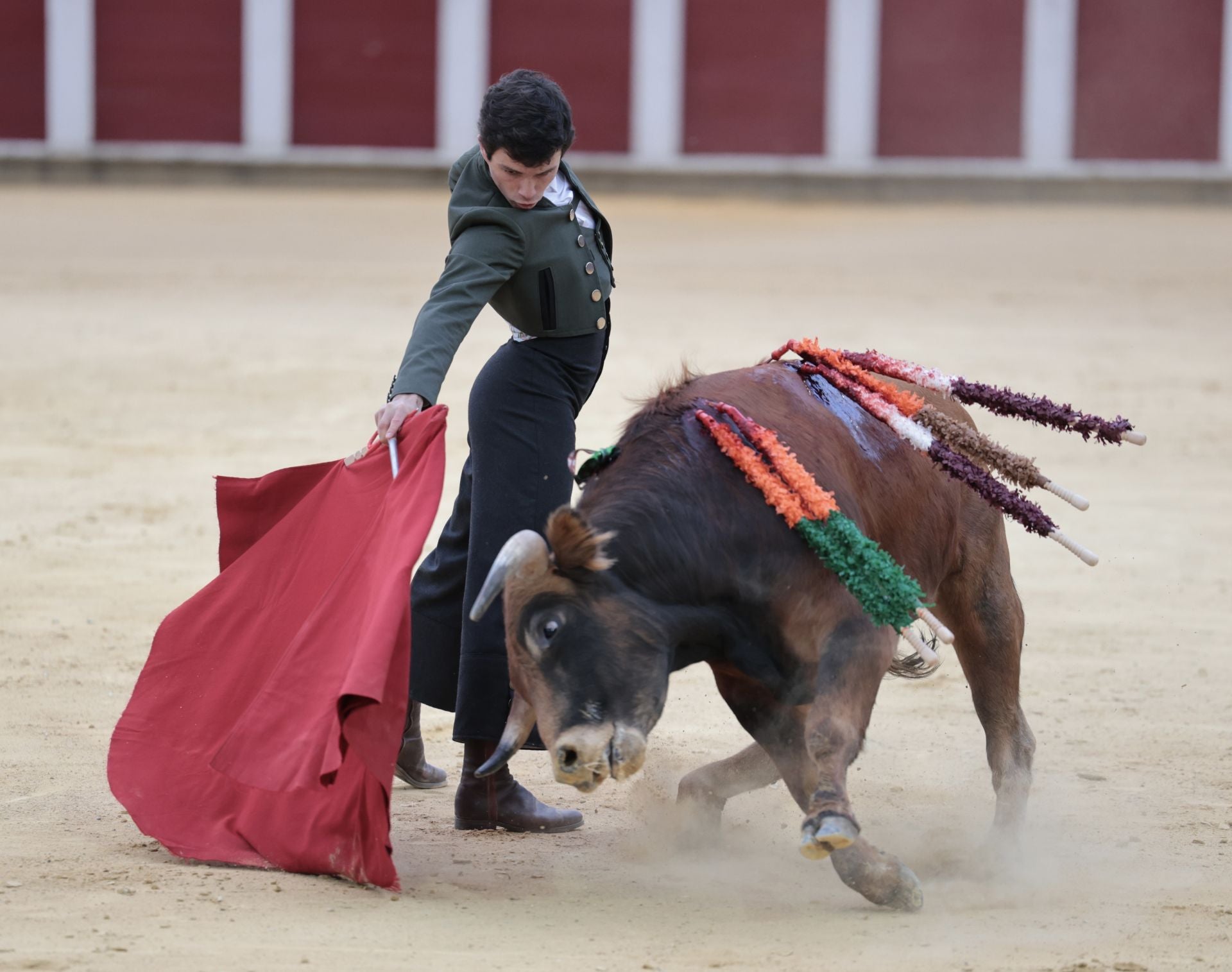 La novillada de San Pedro Regalado, en imágenes