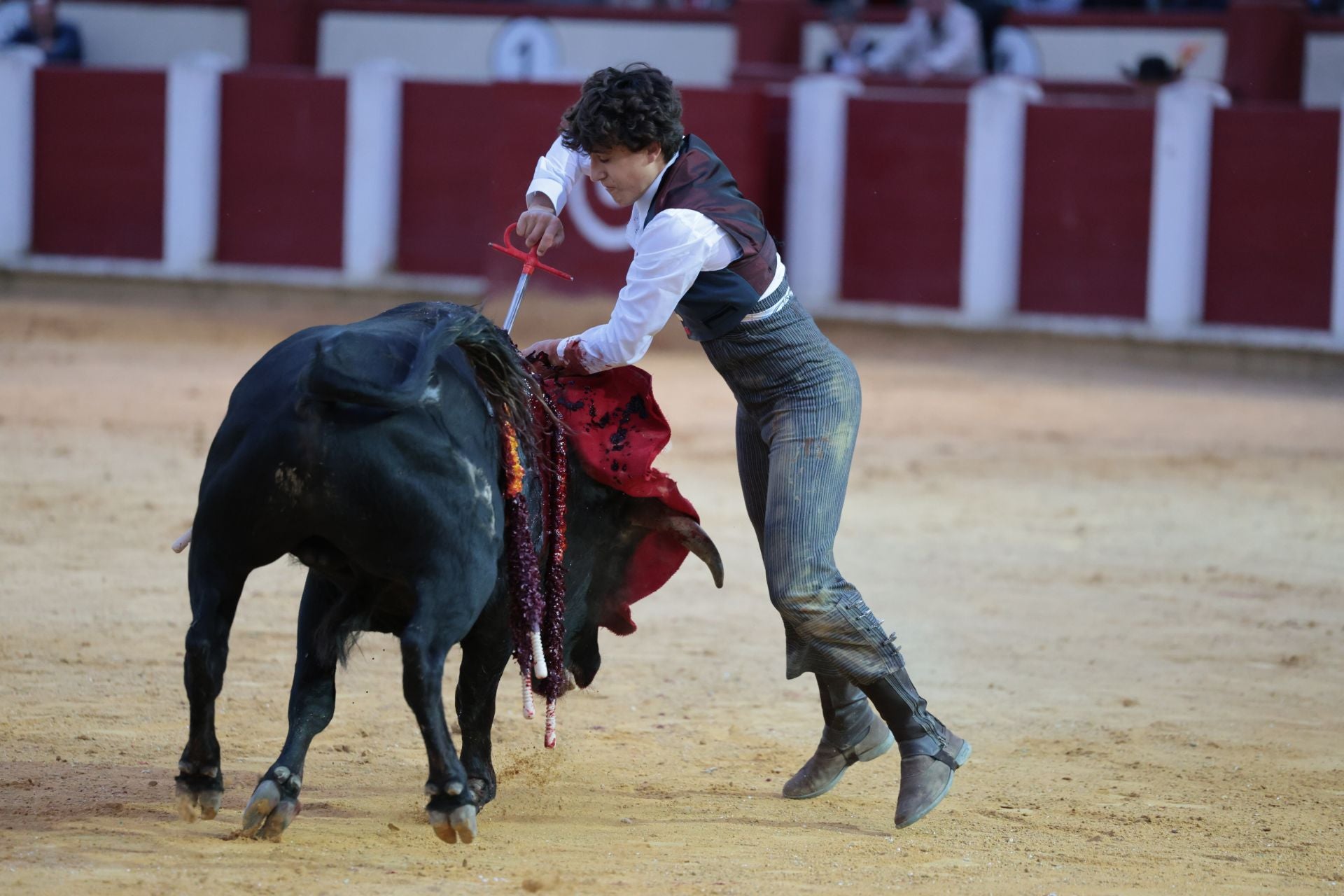 La novillada de San Pedro Regalado, en imágenes