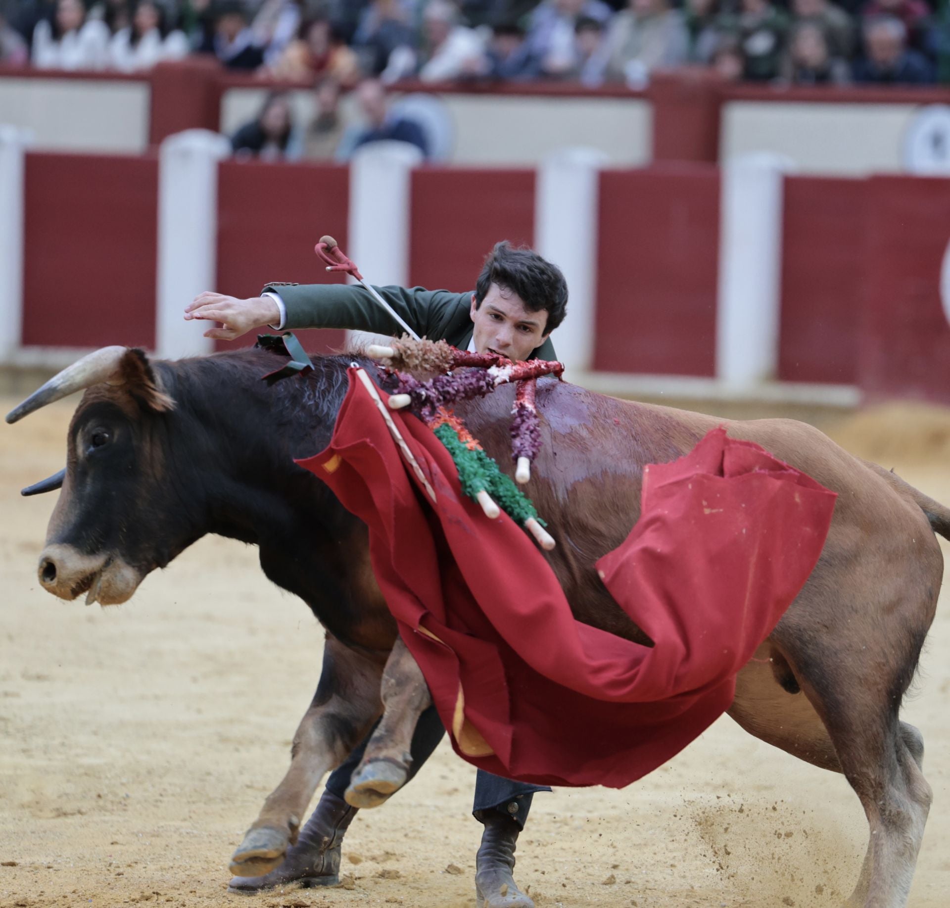 La novillada de San Pedro Regalado, en imágenes