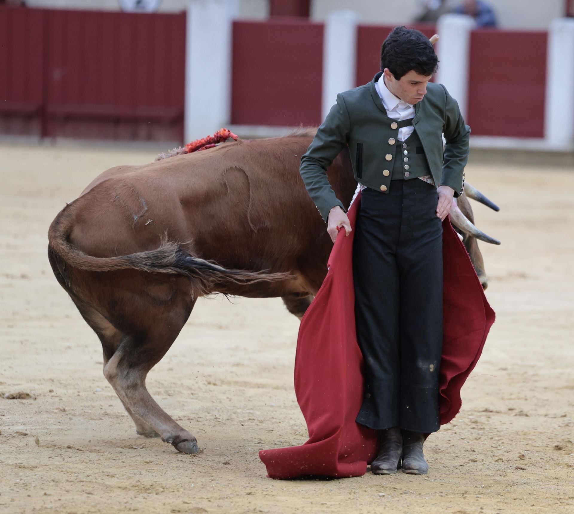 La novillada de San Pedro Regalado, en imágenes