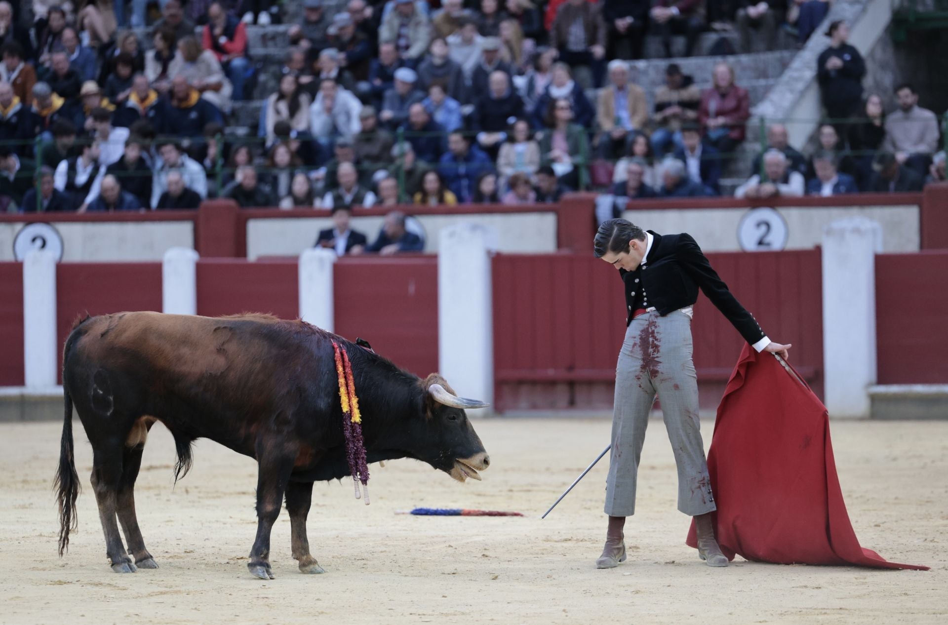 La novillada de San Pedro Regalado, en imágenes