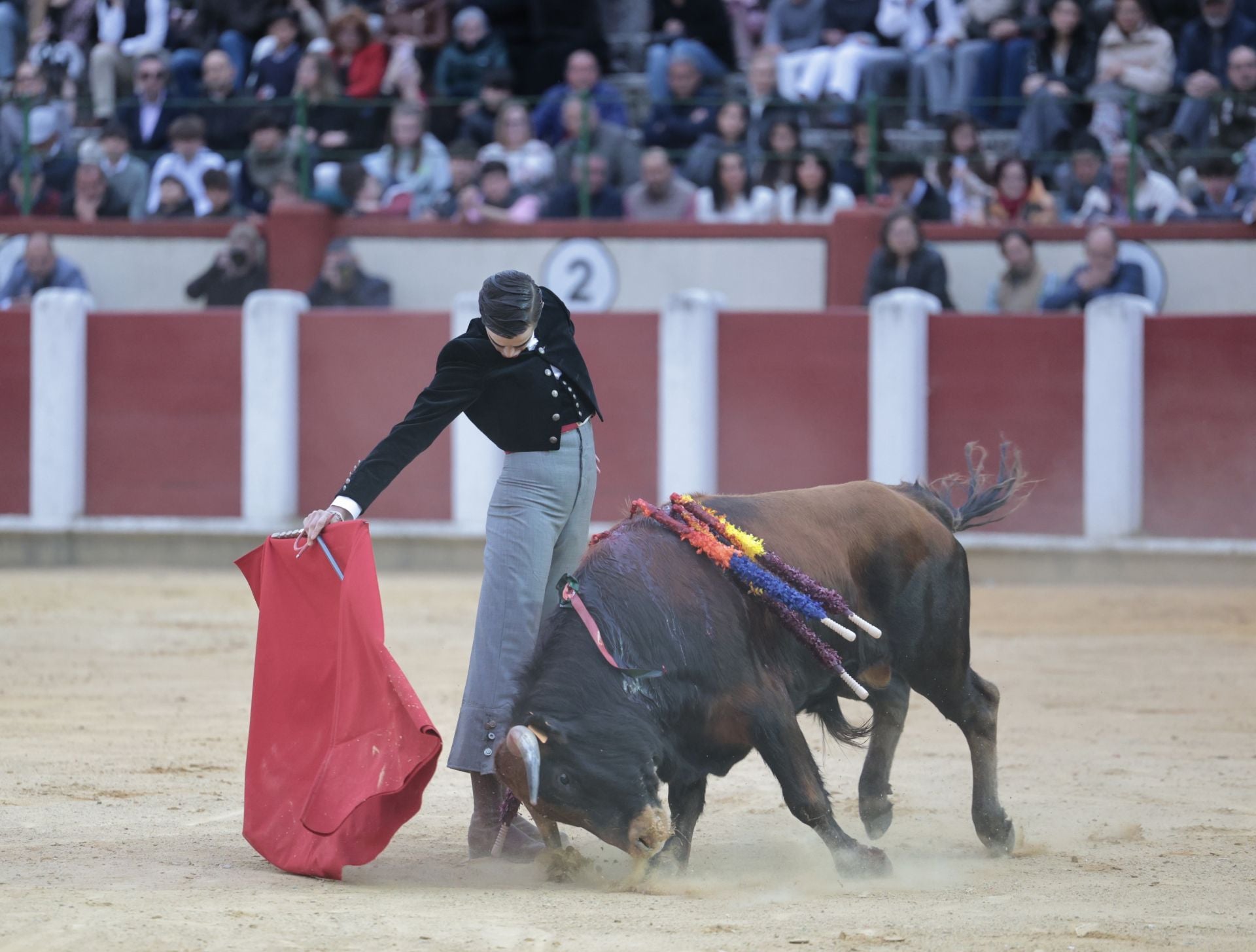La novillada de San Pedro Regalado, en imágenes