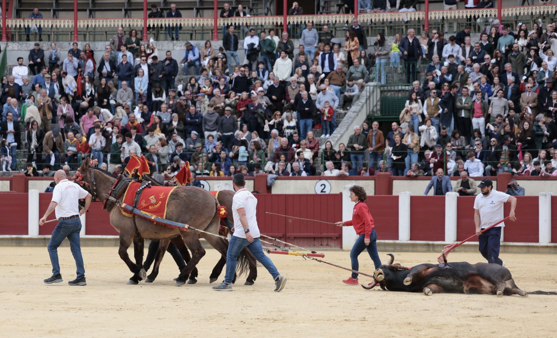 La novillada de San Pedro Regalado, en imágenes