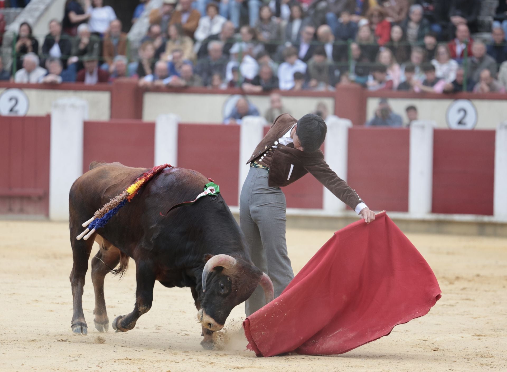 La novillada de San Pedro Regalado, en imágenes