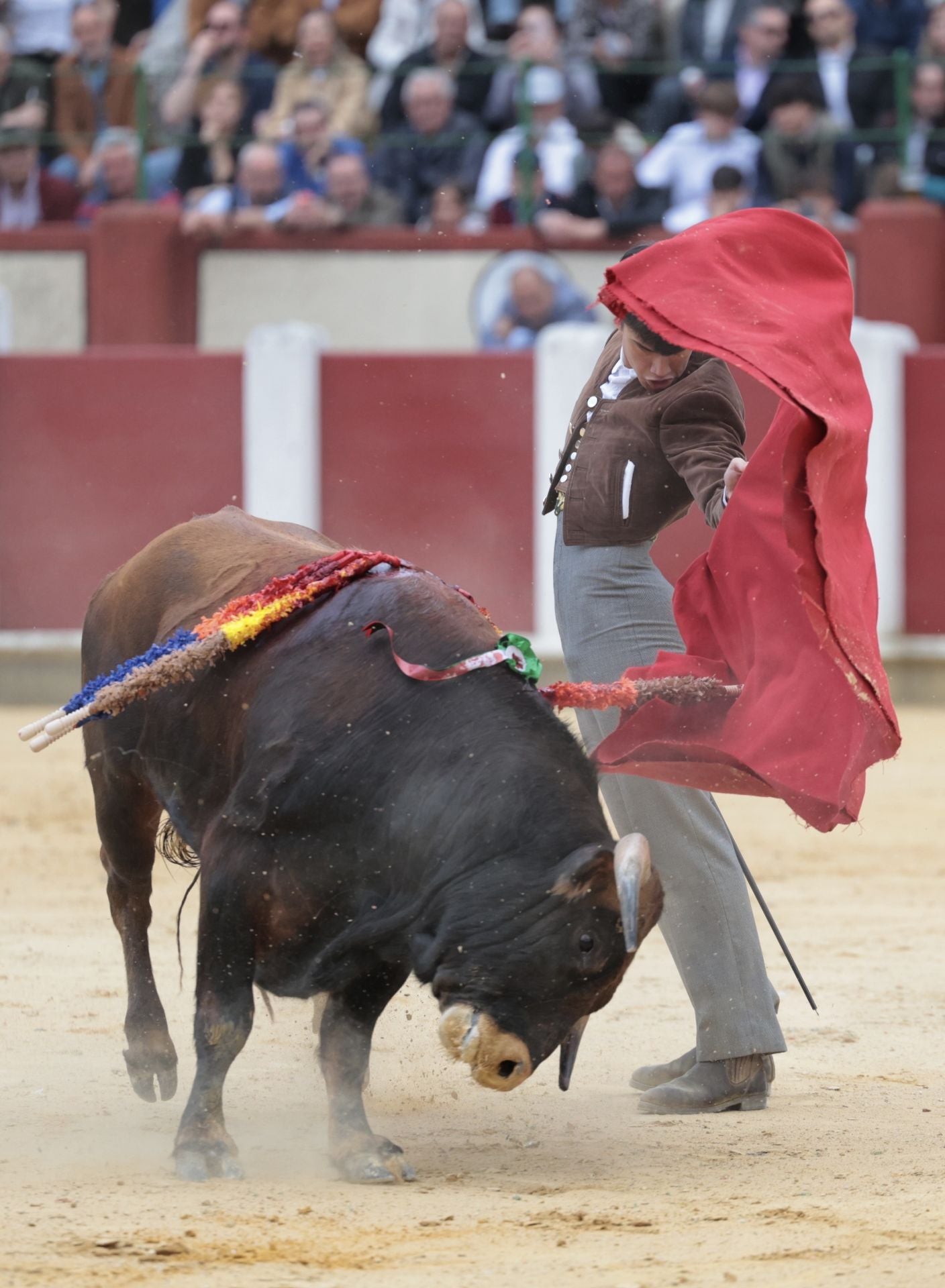 La novillada de San Pedro Regalado, en imágenes