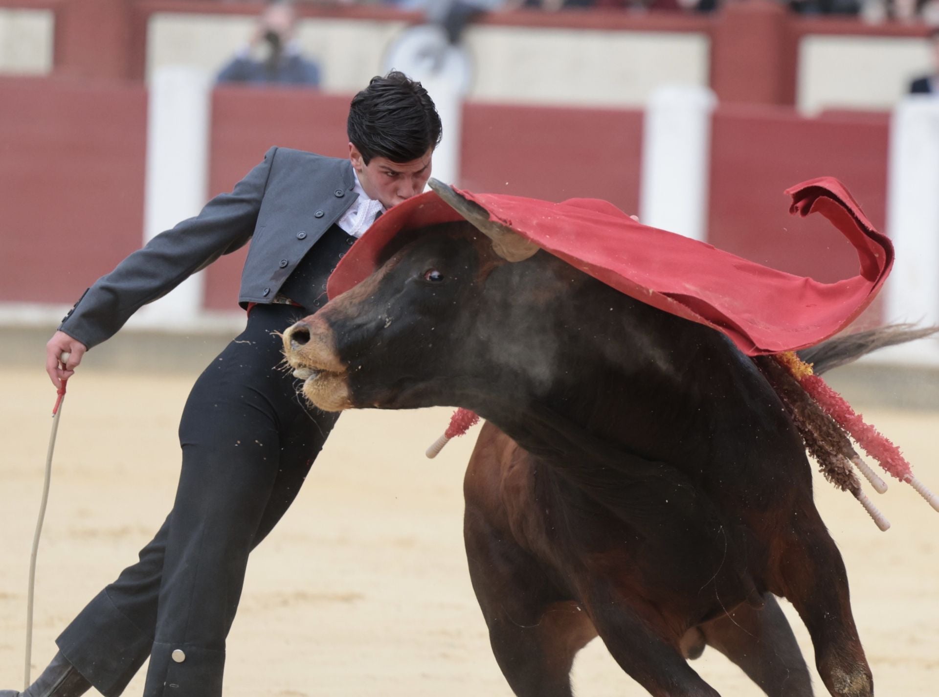 La novillada de San Pedro Regalado, en imágenes